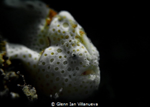 This is a photo of a juvenile spotted white frogfish. We ... by Glenn Ian Villanueva 